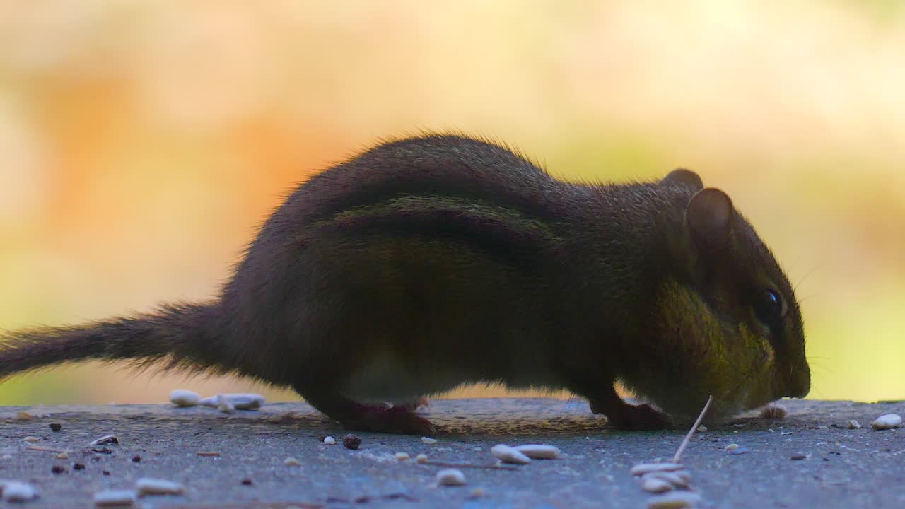 ardilla rellenando las mejillas con comida.