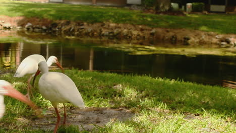 El-Ibis-Blanco-Americano,-También-Conocido-Como-Eudocimus-Albus,-Es-Una-Especie-De-Ave-Que-Se-Encuentra-En-Virginia-Y-A-Lo-Largo-De-La-Costa-Del-Golfo-De-Los-Estados-Unidos