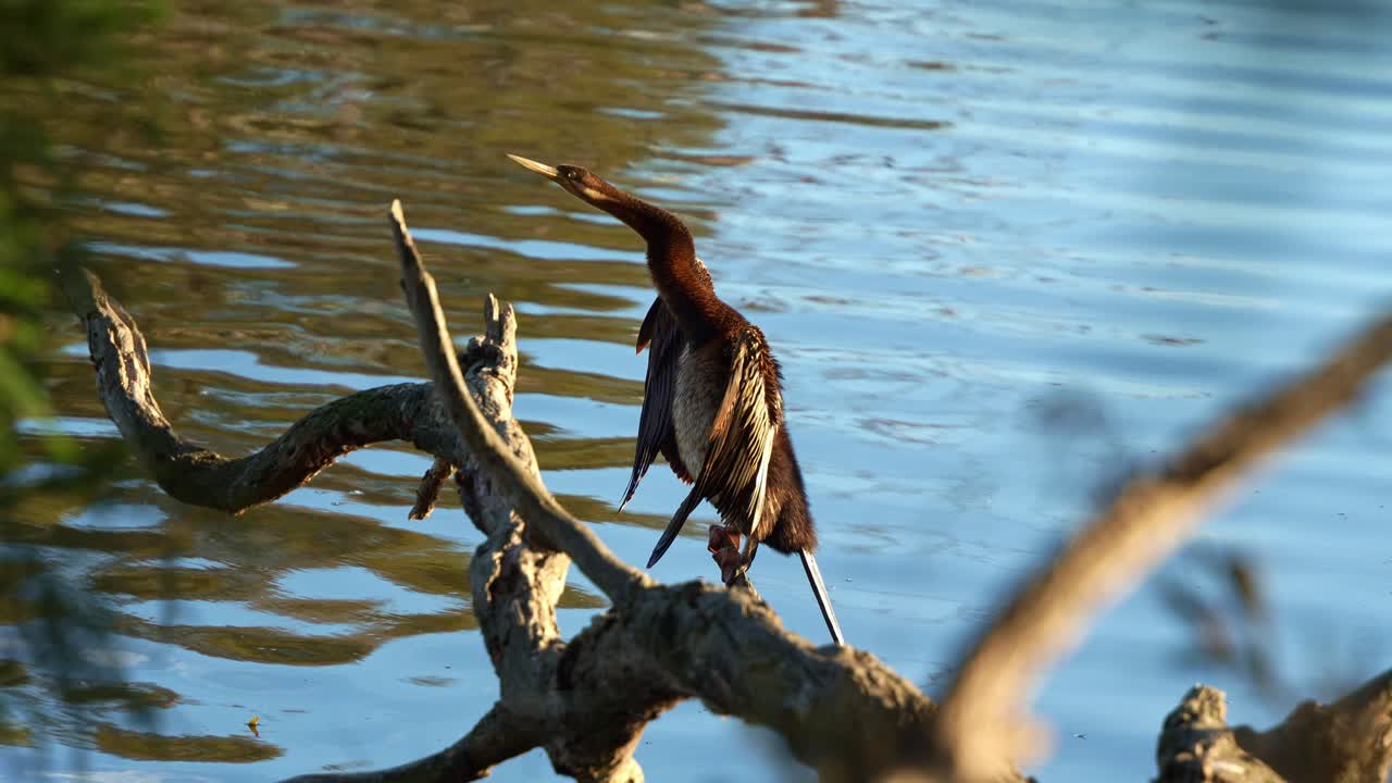 Australian darter, anhinga novaehollandiae spotted in freshwater wetlands, perching on the branch, drying up its wings feathers under sunlight, slow motion close up shot at Jells Park, Wheelers Hill