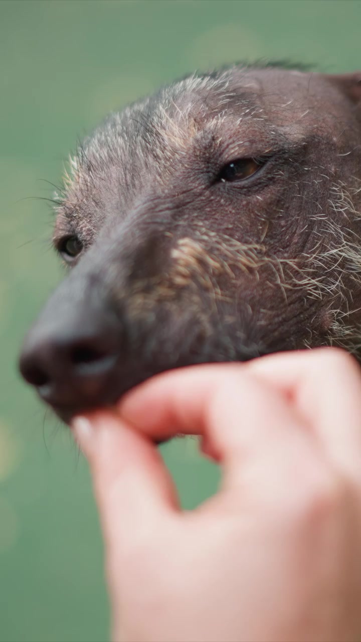 Il soggetto è un animale canino che mostra gran parte della pelle esposta. Dita si avvicinano dal basso per interagire vicino all'area del naso. Una vista costante mostra un cane di colore scuro su uno sfondo sfocato.