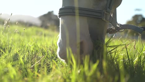 Close-up-shot-of-a-horse-grazing-on-grass-in-a-beautiful-green-field