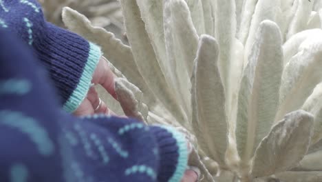 woman's hand touching a fuzzy, white plant