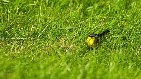 Yellow-Breasted-Chat-Walking-Through-Grass-At-Texel-In-Netherlands-Looking-For-Food