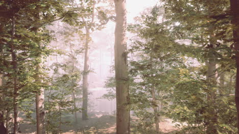 sunlight streaking through a misty forest