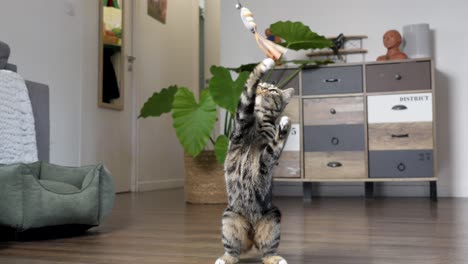 slowmotion shot of a young striped cat playing with a feather toy in an apartment