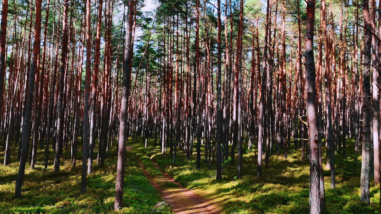 Kävelyreitti kiemurtelee tiheässä metsässä, joka on täynnä korkeita puita, jotka kurkottavat kohti taivasta.