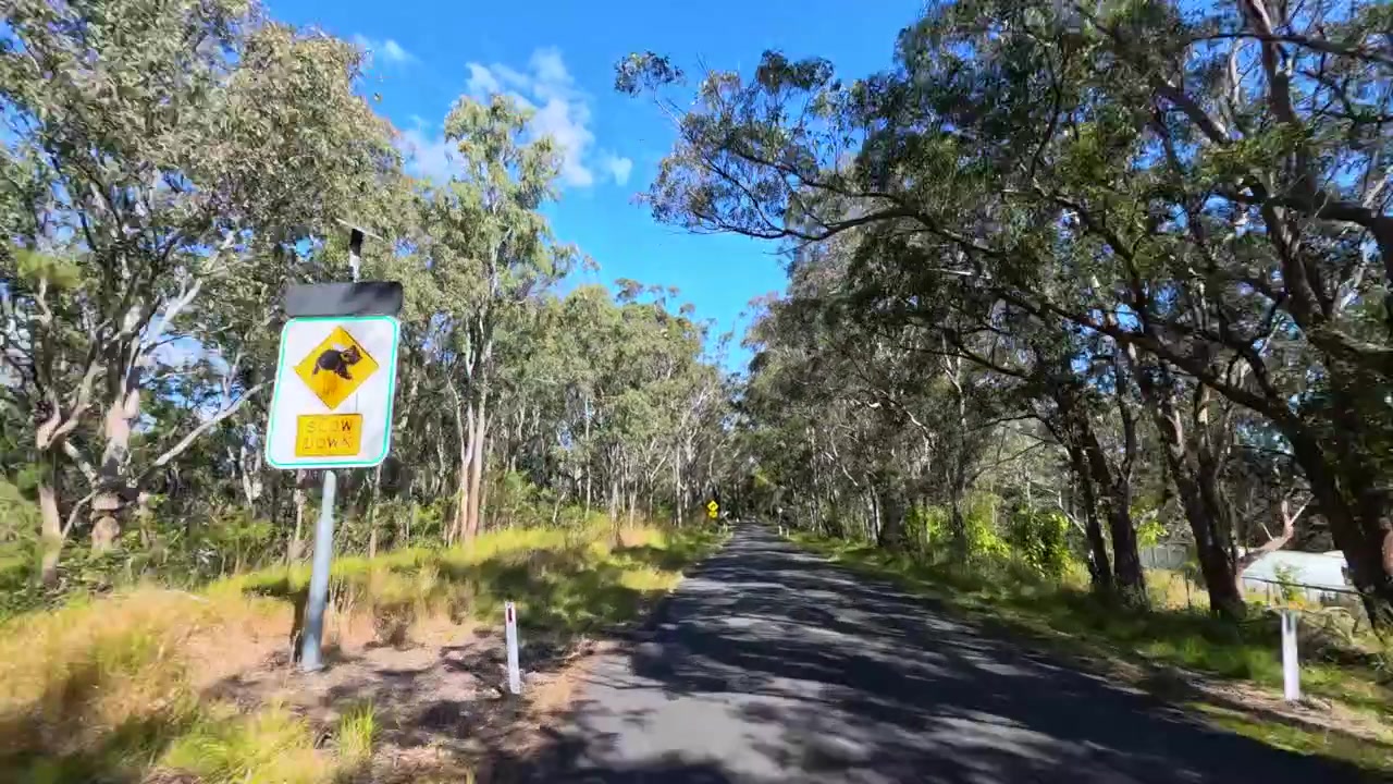 Conduite en vue à la première personne sur une route goudronnée sinueuse à travers une dense forêt d'eucalyptus en Australie