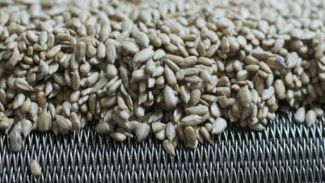 many seeds. sunflower seeds baking machine. moving fried sunflower seeds come out of the machine. food production