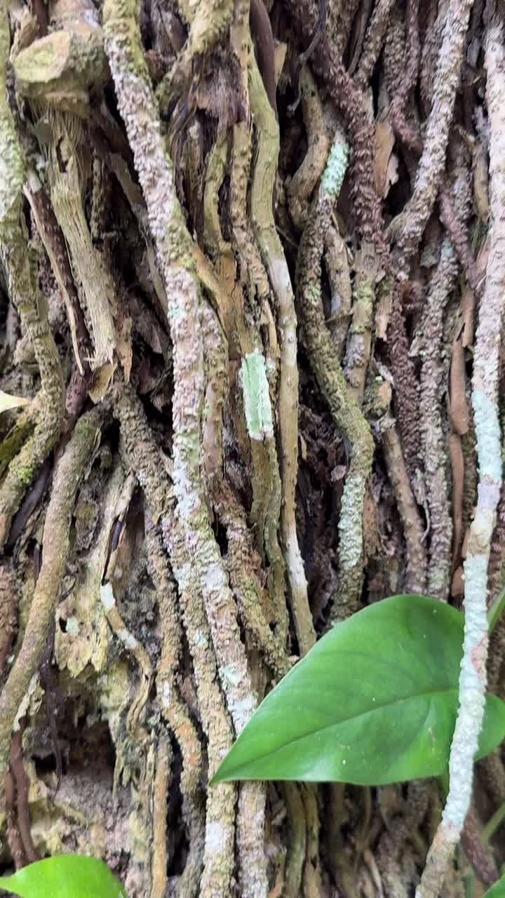 Detailed Vertical Pan of Intricate Aerial Tree Roots