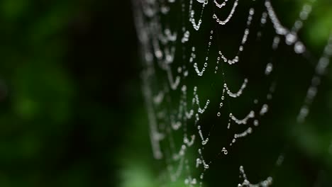 Hochwertige-Nahaufnahme-Eines-Regenperlenbesetzten-Spinnennetzes,-Das-Im-Wind-Flattert,-Mit-Geringer-Schärfentiefe-Und-Einem-Vorhang-Aus-üppigem-Grün-Im-Hintergrund