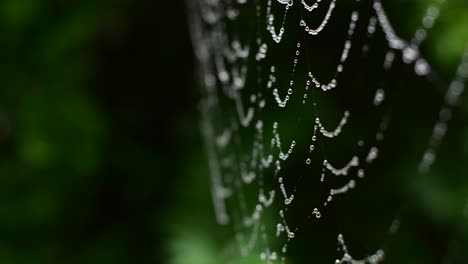 high quality close up of a rain beaded spider web, fluttering in the breeze, with shallow depth of field and a curtain of lush greenery in the background