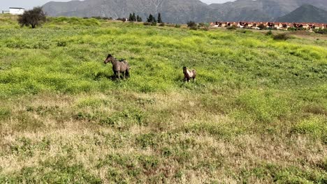 aerial of horses in a scenic rural area and mountains in the background close to village