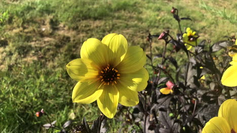 slow motion footage of honey bees collecting pollen from yellow flowers