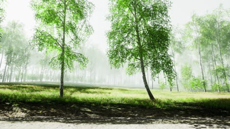 lush green trees and fog in a serene forest landscape during daytime