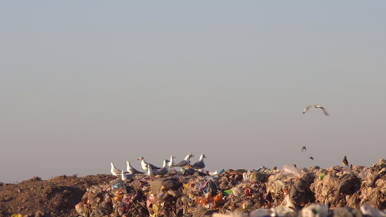 gaviotas de cabeza gris, chimango caracaras y un gran kiskadee encima de una pila de desechos en un vertedero