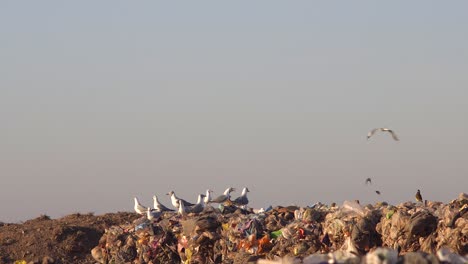 Gaviotas-De-Cabeza-Gris,-Chimango-Caracaras-Y-Un-Gran-Kiskadee-Encima-De-Una-Pila-De-Desechos-En-Un-Vertedero