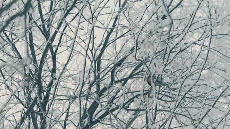 tree with twigs in frost and titmice in wood slow motion