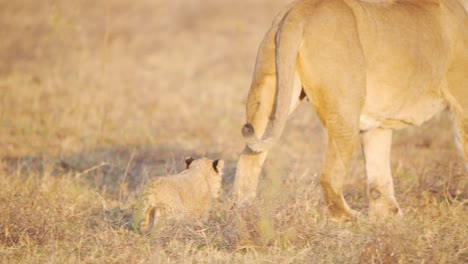 Cute-lion-cub-clumsily-trotting-behind-its-lioness-mother-in-savannah