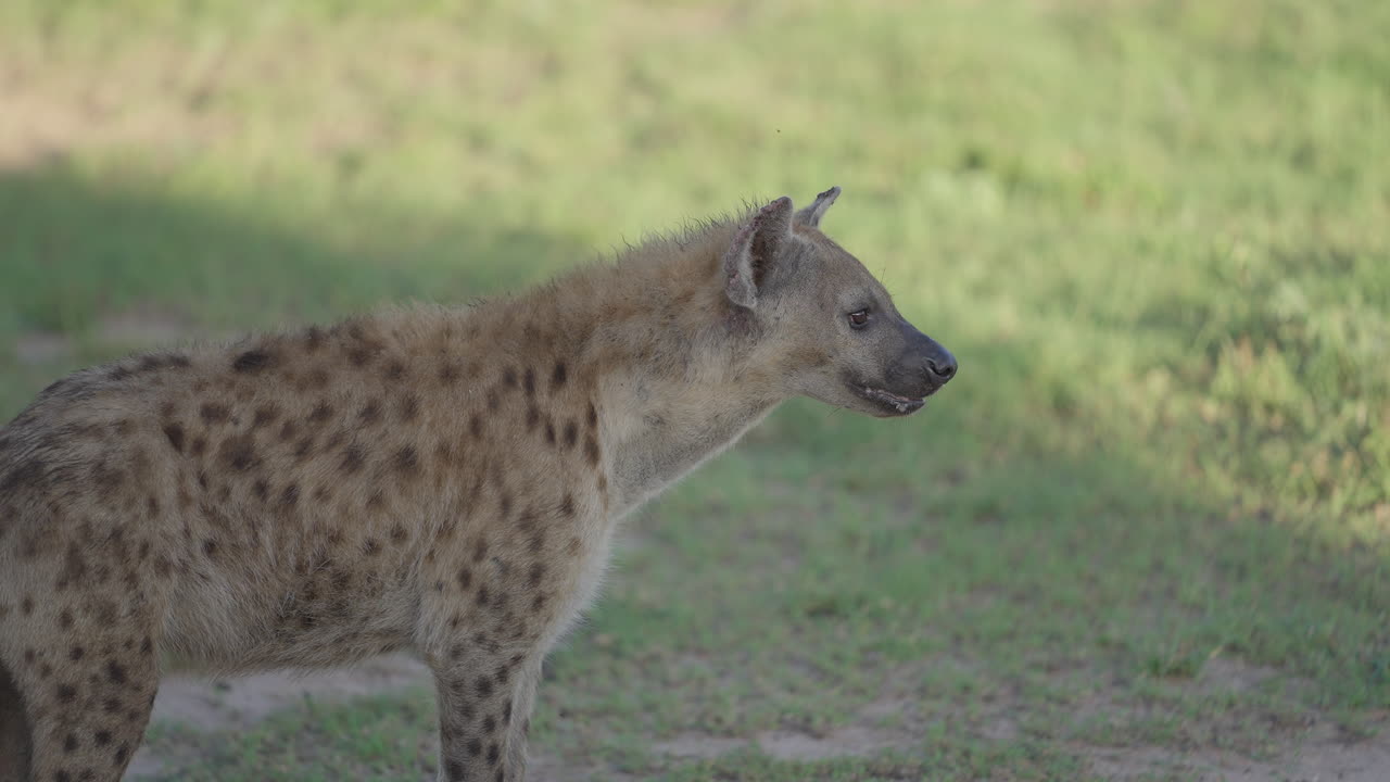 Iena maculata nella savana erbosa