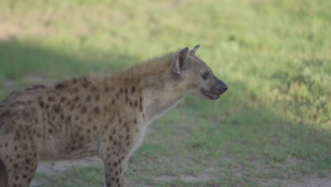 spotted hyena in grassy savanna