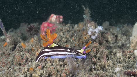 vibrant coloured sea creature nembrotha moving along a coral reef