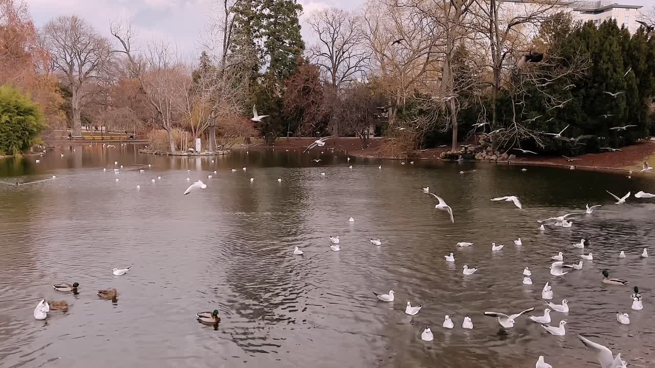Seagulls and ducks flying and floating on a lake at Stadtpark Vienna Austria