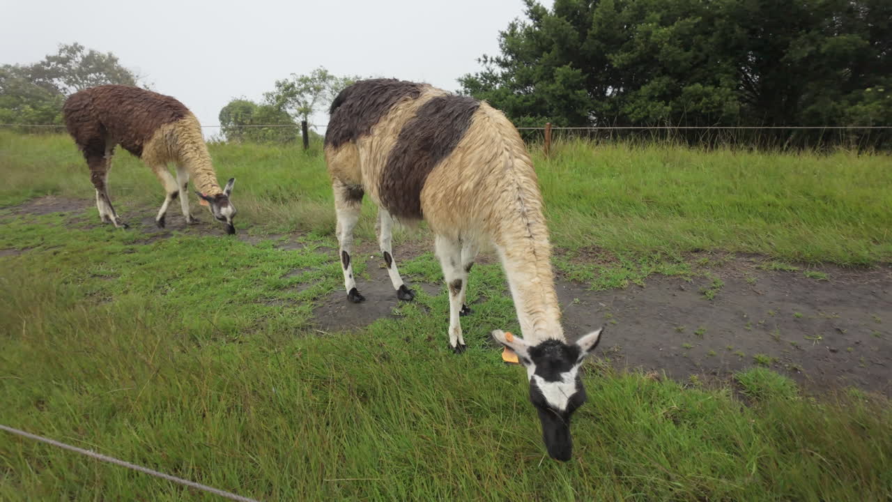 Slow motion video of llamas and alpacas grazing on the green terraces of Machu Picchu Peru
