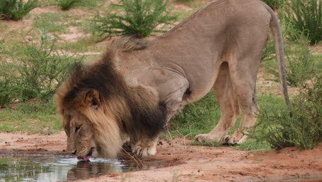 Durstiger-Männlicher-Löwe-Trinkt-An-Einer-Wasserstelle-Im-Südlichen-Afrika