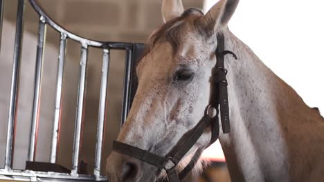 close up of the head of a white-brown horse in a stable