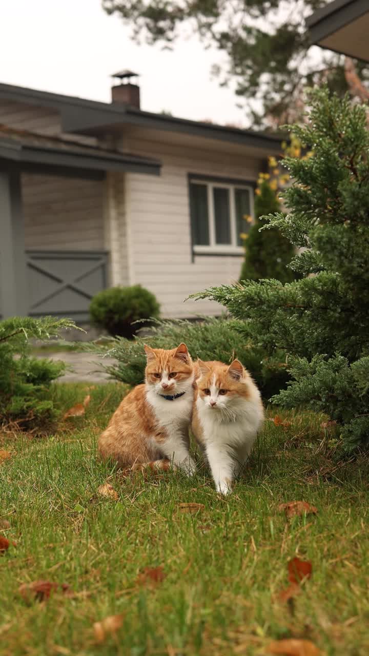 Two Orange and White Cats in a Garden