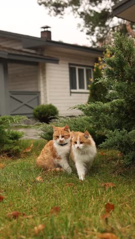 two orange and white cats in a garden