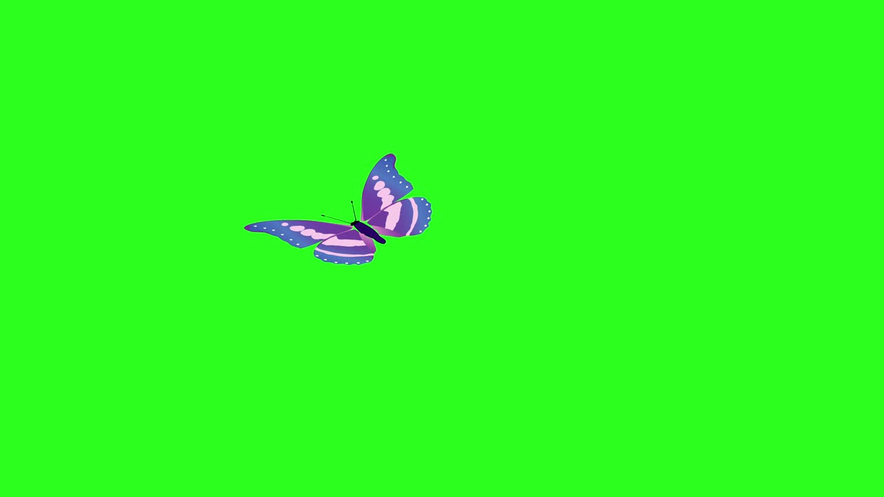 Animated colorful beauty butterfly on green screen chroma key | Premium ...