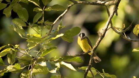 portrait of couch's kingbird perching on tree branches and fly away