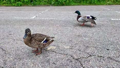 dos patos machos y hembras, en una carretera