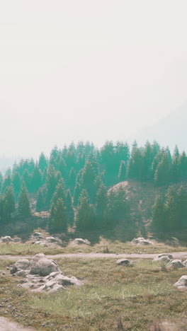 paisaje forestal sereno