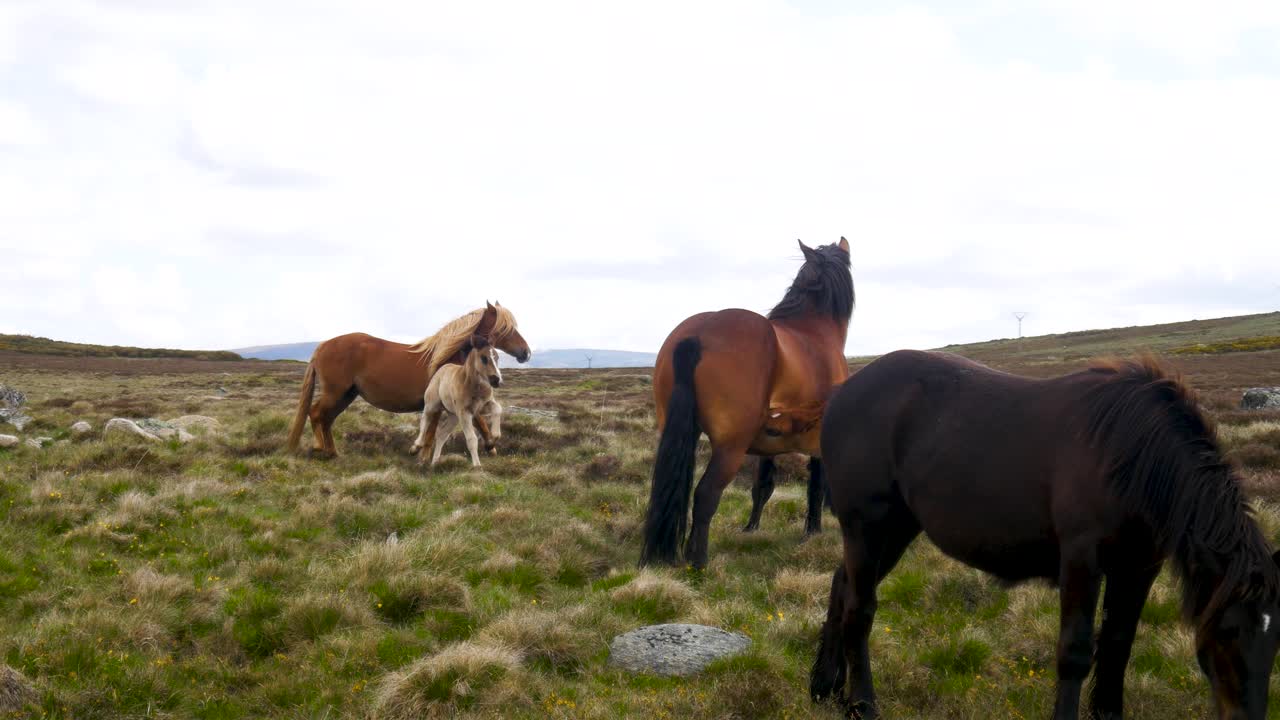 los potros jóvenes se alimentan de leche de caballos madres en el campo de las praderas zamora españa