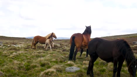 young foal feeds on mother horses milk in grassland countryside zamora spain