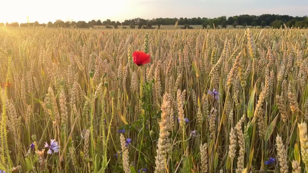 느린 동작으로 해가 지는 동안 황금색 밀 에 은 포피 꽃