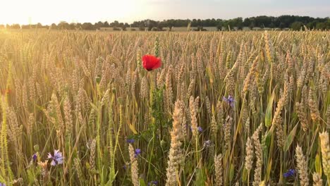 Rote-Mohnblume-Im-Goldenen-Weizenfeld-Bei-Sonnenuntergang-In-Zeitlupe