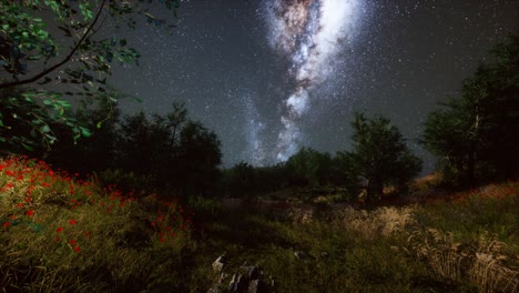árboles verdes bosques en el parque bajo el cielo estrellado de la noche