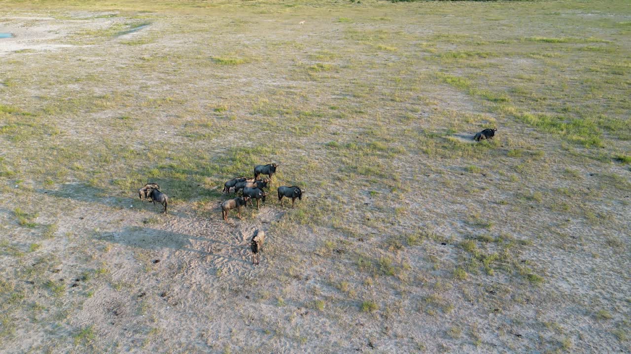Aerial view of a small herd of blue wildebeest (Connochaetes taurinus) in natural habitat, South Africa