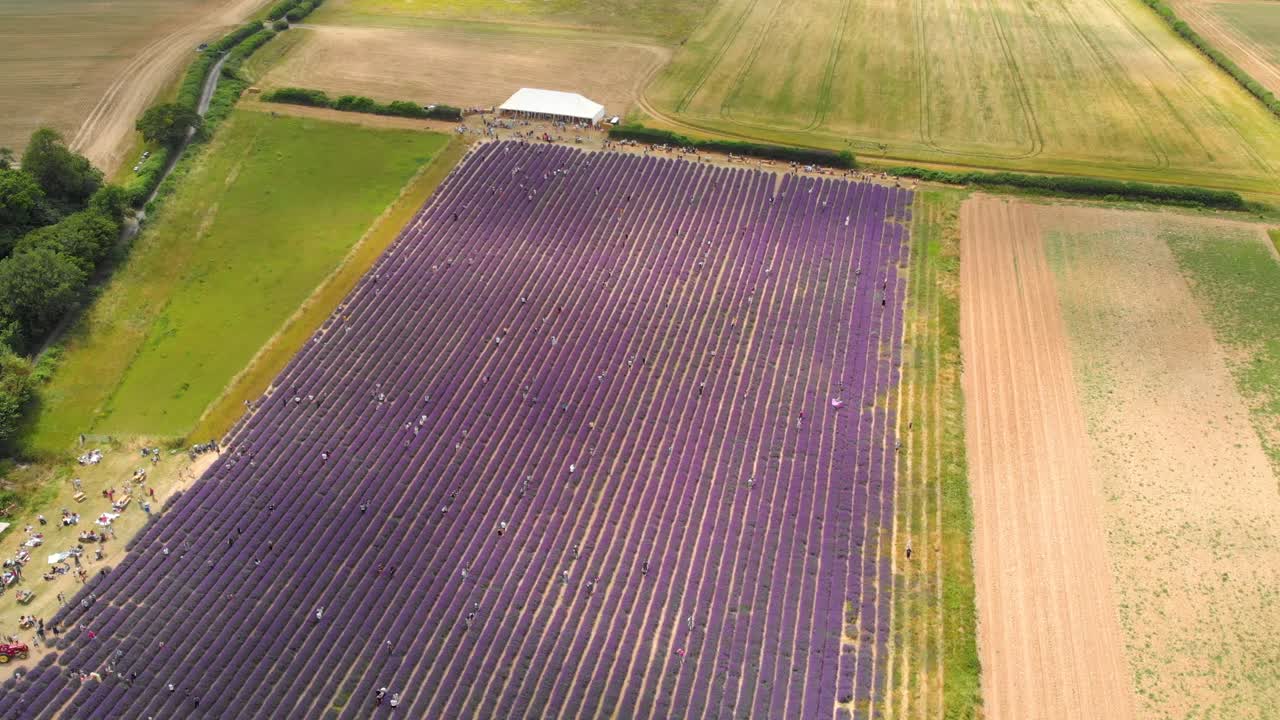 Nestled in the South Downs, Lordington Lavender was established in 2002