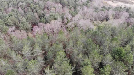 Aerial-View-Over-Woodbury-Forest-In-East-Devon