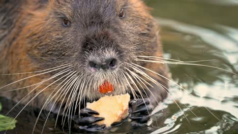 Nahaufnahme-Einer-Frontalen-Nutria,-Die-Mit-Den-Vorderpfoten-Im-Wasser-Eine-Wurzel-Frisst