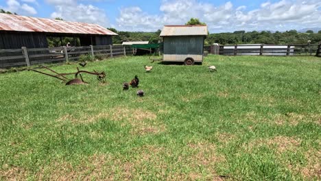 chickens roam and peck in a grassy farmyard.