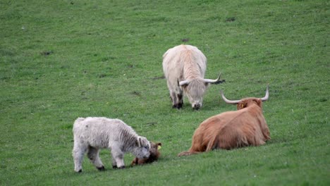 static footage of a family of four highland cows hanging out on a lush green field at sunrise