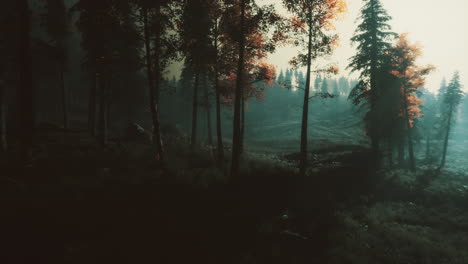 moon light over the spruce trees of magic mystery night forest