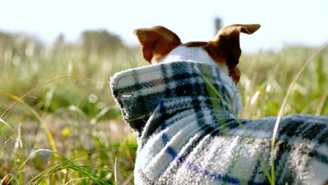 Close-up-from-behind-of-alert-Jack-Russell-ears-at-sunrise-between-grasses