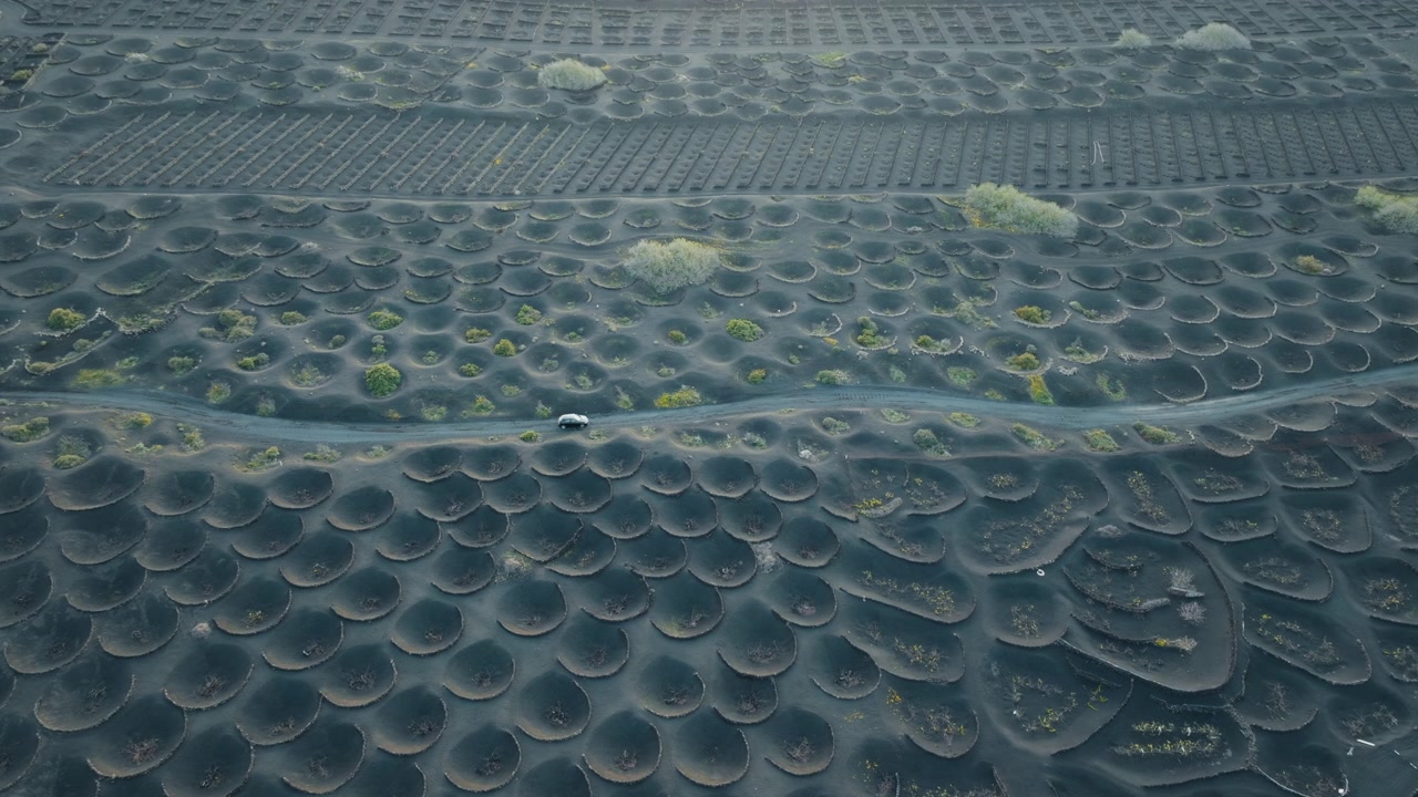Aerial drone shot of the vineyards of La Geria, Lanzarote, with a car driving through the volcanic landscape and unique stone vineyard formations