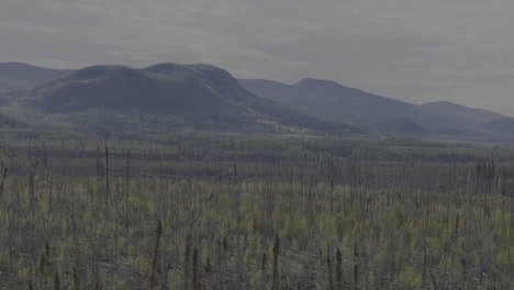 northern bc forests stretching to the horizon under cloudy skies